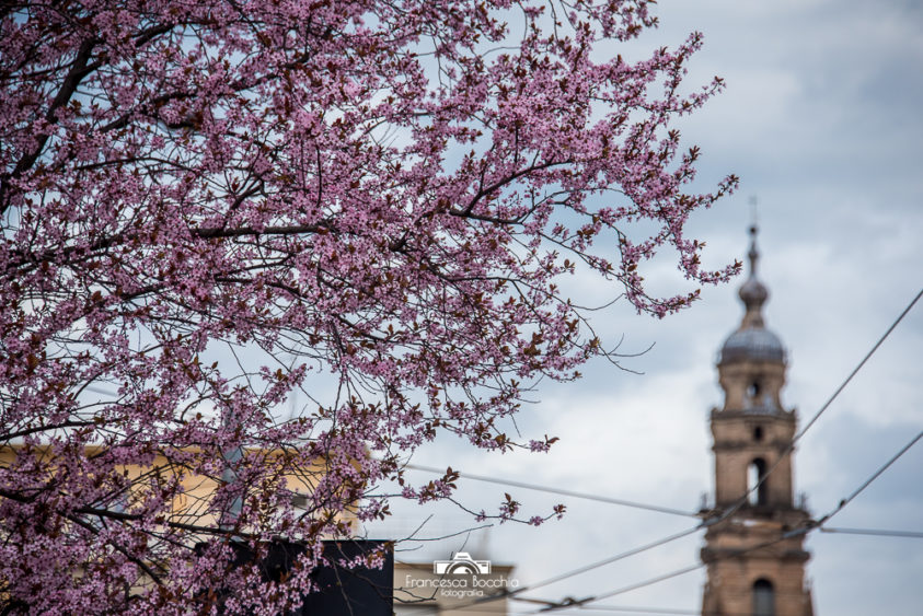 Foto-arredo-parma